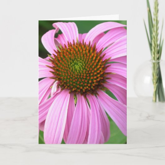 Rosa Coneflower Geburtstag Karte (Vorderseite)