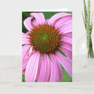 Rosa Coneflower Geburtstag Karte