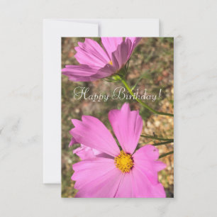 Rosa Cosmo-Blumen Sommergarten-Fotografie Karte