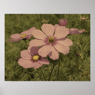 Rosa Cosmos-Blumen gealterte Teilfarbe Poster
