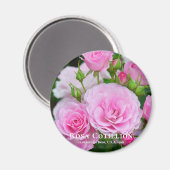 Rosa Cotillion Magnet (Vorderseite/Rückseite)