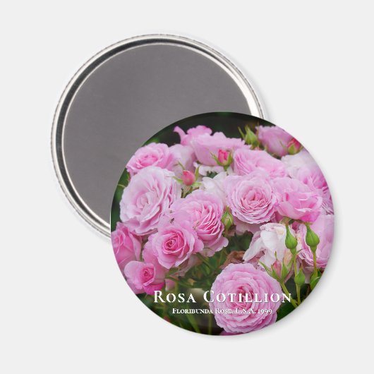 Rosa Cotillion Magnet (Vorderseite/Rückseite)