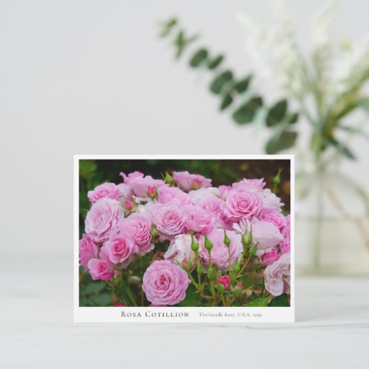 Rosa Cotillion Postkarte (Stehend Vorderseite)