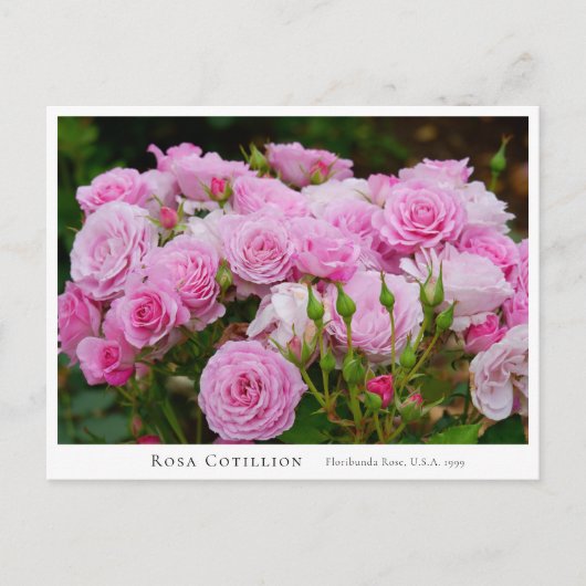 Rosa Cotillion Postkarte (Vorderseite)