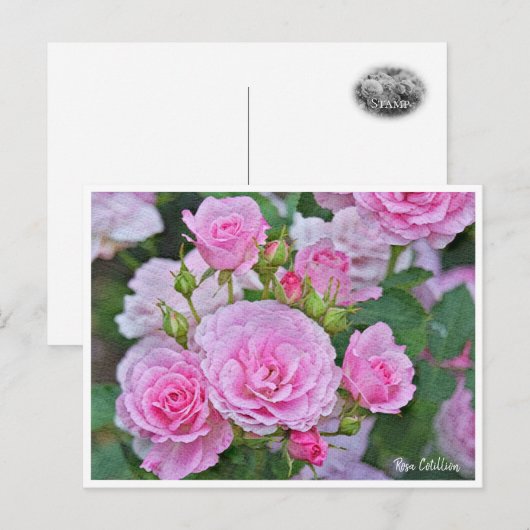 Rosa Cotillion Postkarte (Vorne/Hinten)