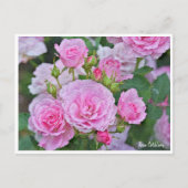 Rosa Cotillion Postkarte (Vorderseite)