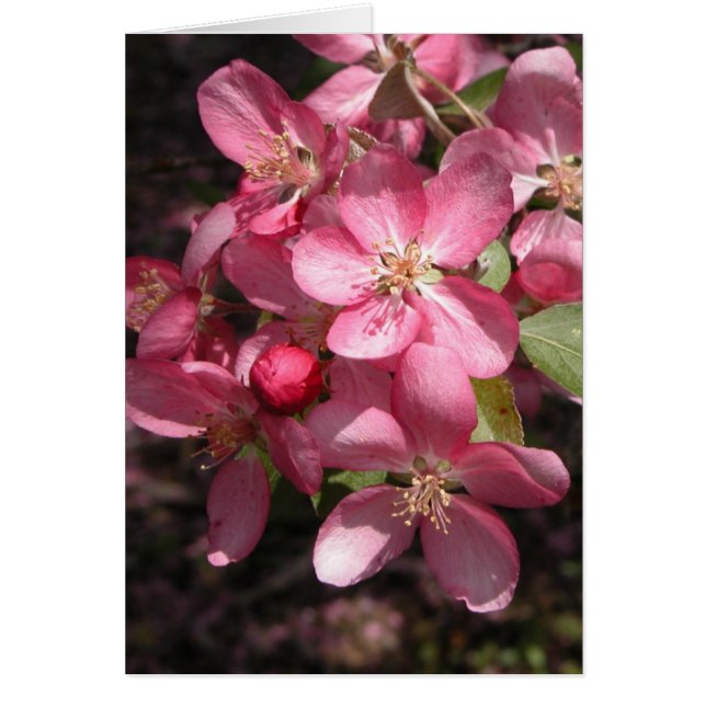 Rosa Crabapple (Vorne)