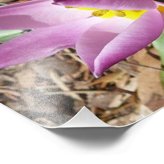 Rosa Crocses Frühlingsblume Fotodruck (Ecke)