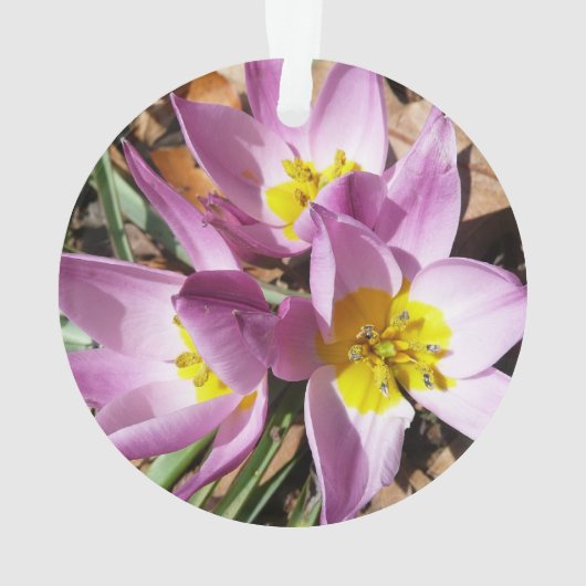 Rosa Crocses Frühlingsblume Ornament (Rückseite)