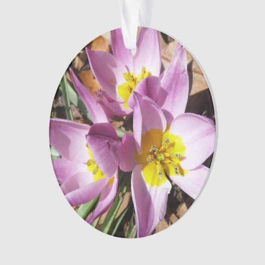 Rosa Crocses Frühlingsblume Ornament (Vorderseite)