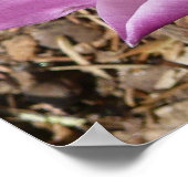 Rosa Crocses Frühlingsblume Poster (Ecke)