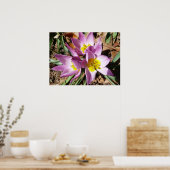 Rosa Crocses Frühlingsblume Poster (Küche)