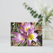 Rosa Crocses Frühlingsblume Postkarte (Stehend Vorderseite)