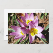 Rosa Crocses Frühlingsblume Postkarte (Vorne/Hinten)