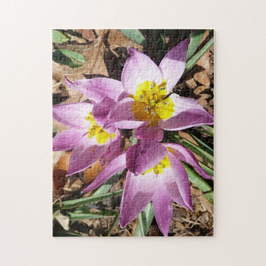 Rosa Crocses Frühlingsblume Puzzle (Vertikal)