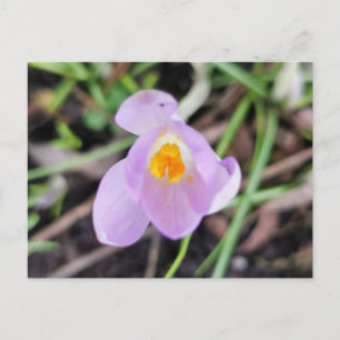 Rosa Crocus Postkarte