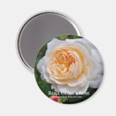 Rosa Crocus Rose Magnet (Vorderseite/Rückseite)