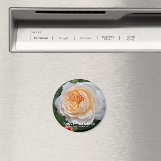 Rosa Crocus Rose Magnet (In Situ (Geschirrspüler))