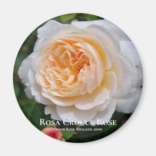Rosa Crocus Rose Magnet (Vorne)