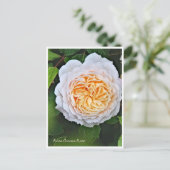 Rosa Crocus Rose Postkarte (Stehend Vorderseite)