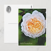 Rosa Crocus Rose Postkarte (Vorne/Hinten)