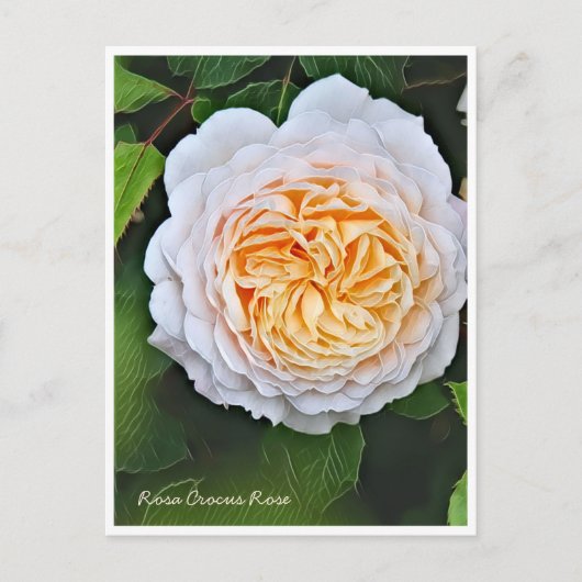 Rosa Crocus Rose Postkarte (Vorderseite)