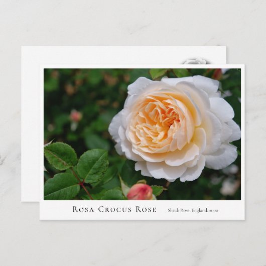 Rosa Crocus Rose Postkarte (Vorne/Hinten)