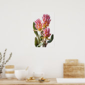 Rosa Curcuma Blume Art Print Poster (Küche)