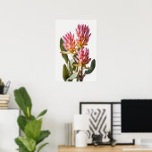 Rosa Curcuma Blume Art Print Poster (Heimbüro)