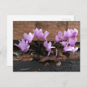 Rosa Cyclamen-Blume Postkarte (Vorne/Hinten)