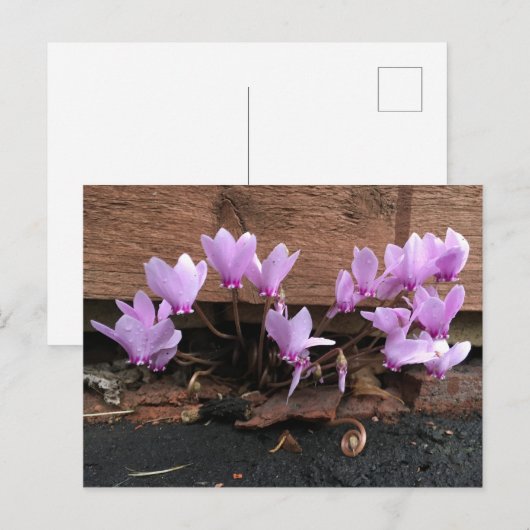 Rosa Cyclamen-Blume Postkarte (Vorne/Hinten)