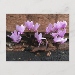 Rosa Cyclamen-Blume Postkarte