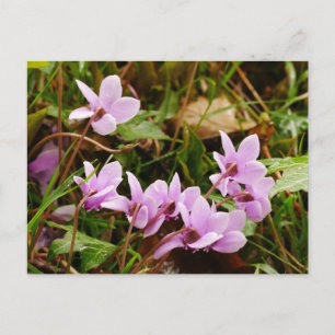 Rosa Cyclamen-Blume Postkarte