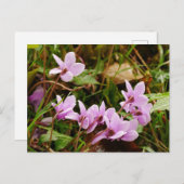Rosa Cyclamen-Blume Postkarte (Vorne/Hinten)
