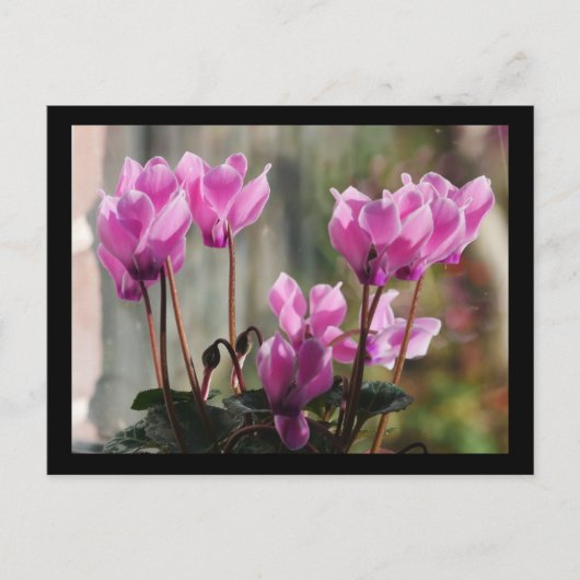 Rosa Cyclamen-Blume Postkarte (Vorderseite)