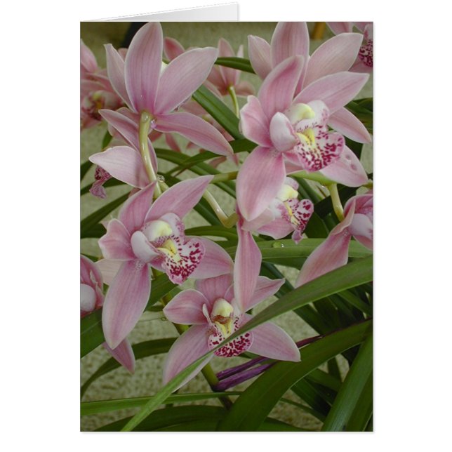 Rosa Cymbidium-Orchidee (Vorne)