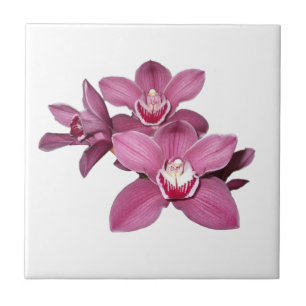 Rosa Cymbidium-Orchideen-Fliese Fliese
