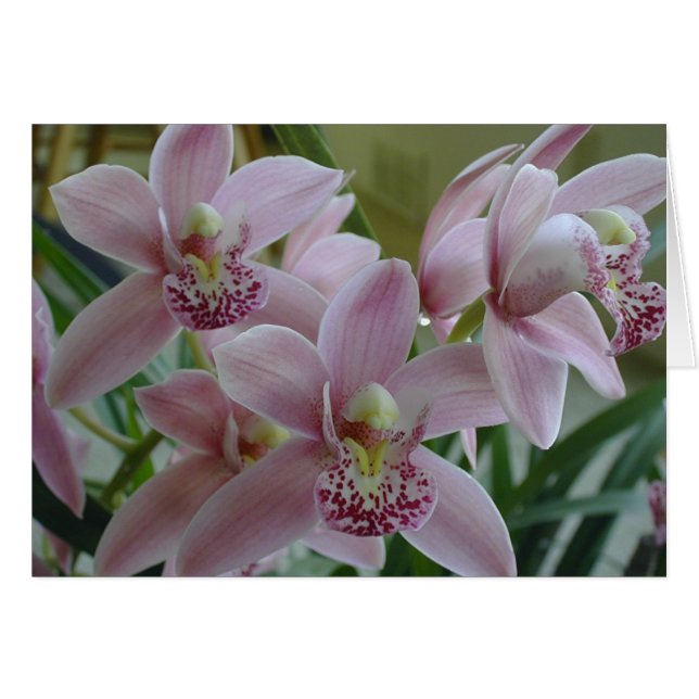 Rosa Cymbidium Orchius (Vorderseite (Horizontal))