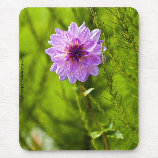 Rosa Dahlia, Aquarell-Effekt Mousepad (Vorne)
