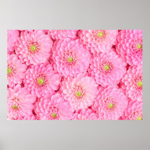 Rosa Dahlia Blume Hintergrund. Top-Ansicht. Poster