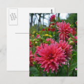 Rosa Dahlia Blumengarten Postkarte (Vorne/Hinten)