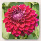 Rosa Dahlia, schöne Blumenfotografie Getränkeuntersetzer (Vorderseite)