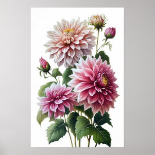 Rosa Dahlias Blume Art Print Poster