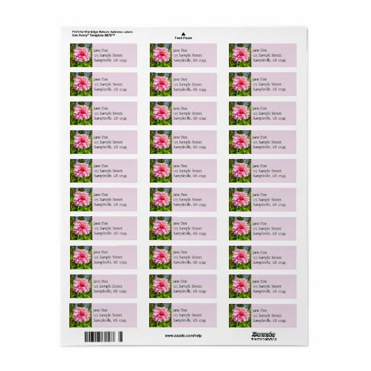 Rosa Dahlias (Otto's Thrill) (Vorne)