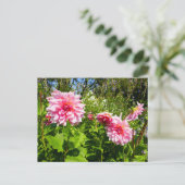 Rosa Dahlias (Otto's Thrill) Postkarte (Stehend Vorderseite)