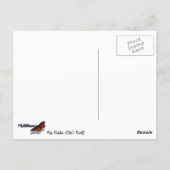 Rosa Dahlias (Otto's Thrill) Postkarte (Rückseite)