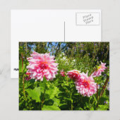 Rosa Dahlias (Otto's Thrill) Postkarte (Vorne/Hinten)