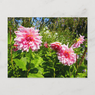 Rosa Dahlias (Otto's Thrill) Postkarte