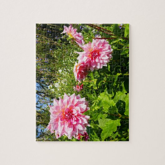 Rosa Dahlias (Otto's Thrill) Puzzle (Vertikal)