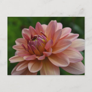 Rosa Dahlie-Blumen-Postkarte Postkarte